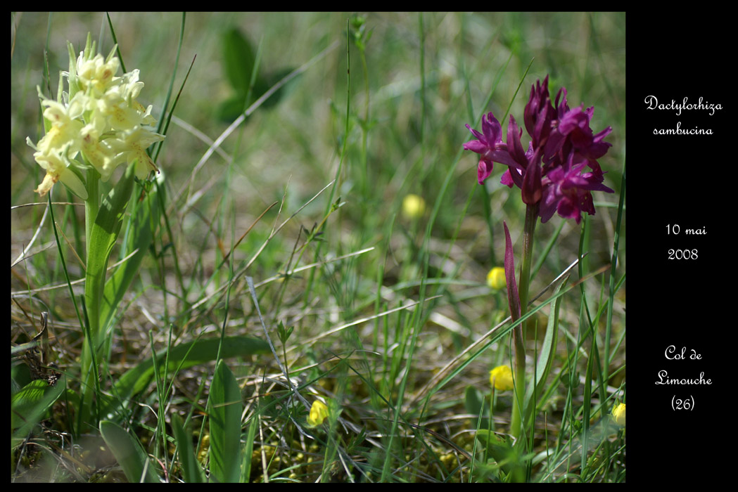 Dactylorhiza sambucina