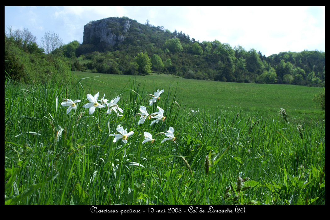 Narcissus poeticus3