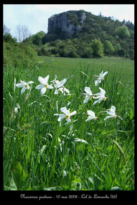 Narcissus poeticus6