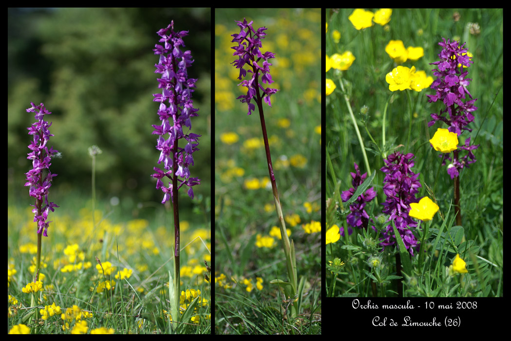 Orchis mascula3