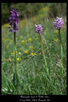 Anacamptis morio & Orchis simia