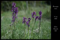 Anacamptis morio