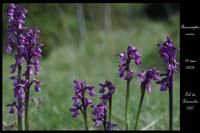 Anacamptis morio2