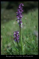 Anacamptis morio6