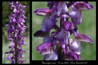 Anacamptis morio9