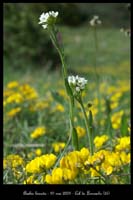 Arabis hirsuta