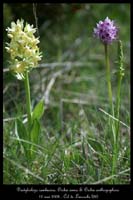 Dactylorhiza sambucina & Orchis simia & anthropophora