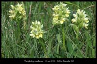 Dactylorhiza sambucina10