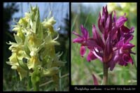 Dactylorhiza sambucina2