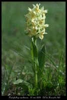 Dactylorhiza sambucina3