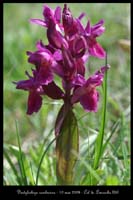 Dactylorhiza sambucina5