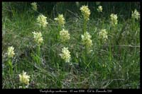 Dactylorhiza sambucina6