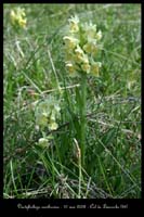 Dactylorhiza sambucina7