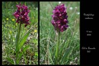 Dactylorhiza sambucina9