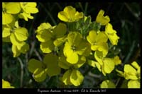 Erysimum rhaeticum