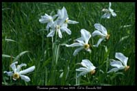 Narcissus poeticus