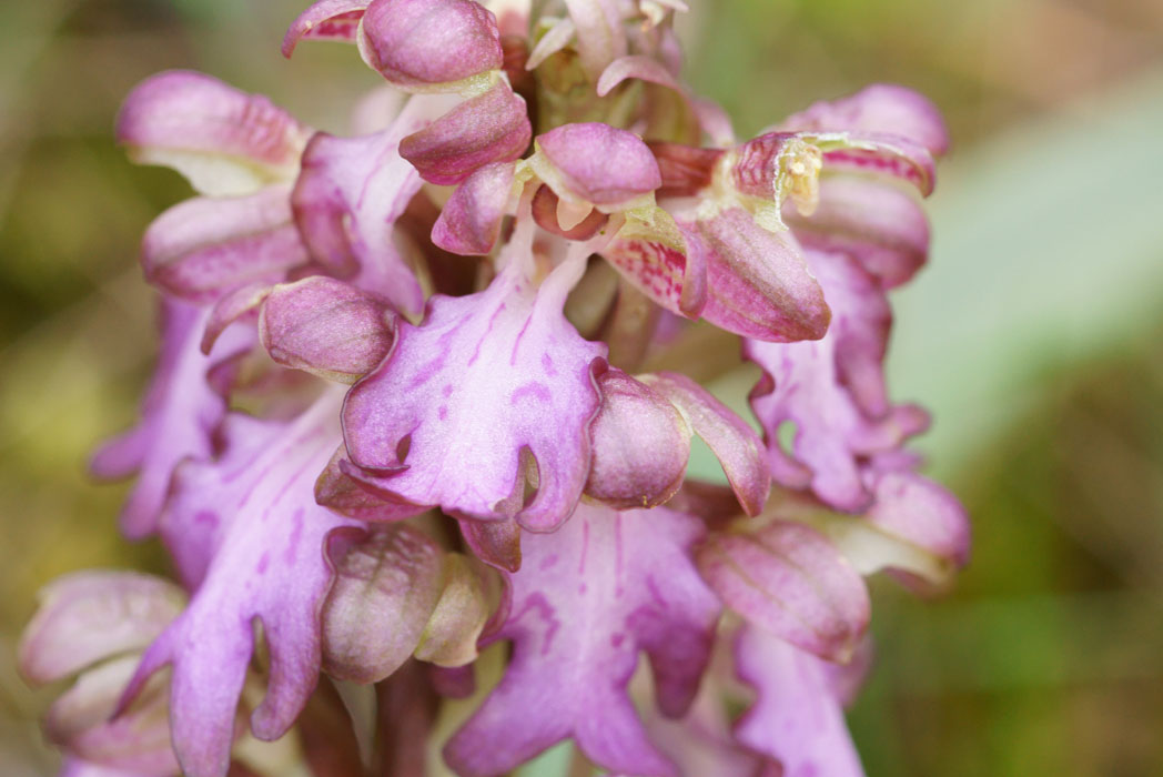 Himantoglossum robertianum Crussol 040410 (27)