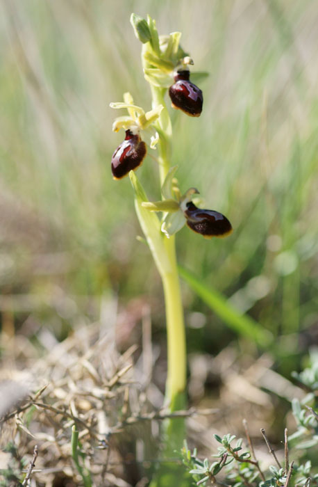 Ophrys exaltata ssp archnitiformis Ventabren 040410 (12)