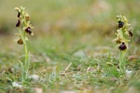 Ophrys exaltata ssp arachnitiformis Crussol 040410 (4)