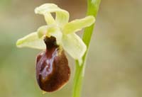 Ophrys exaltata ssp arachnitiformis Crussol 040410 (6)