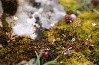 Saxifraga tridactylides & Erophila verna Crussol 040410 (12)