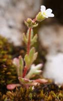 Saxifraga tridactylides Crussol 040410 (13)