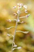 Teesdalia nudicaulis Crussol 040410 (11)