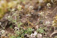 Teesdalia nudicaulis Crussol 040410 (8)