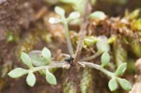 Teesdalia nudicaulis Crussol 040410 (9)