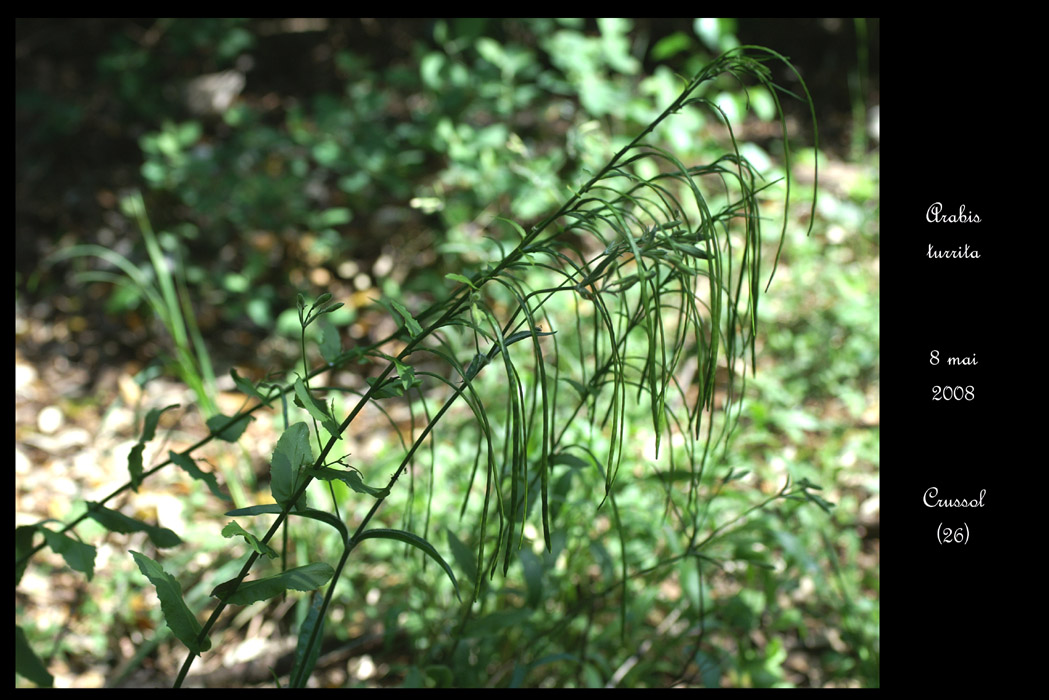 Arabis turrita