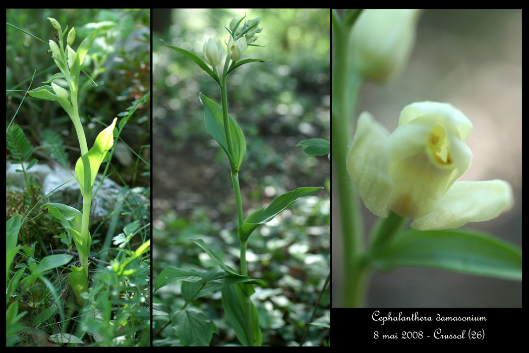 Cephalanthera damasonium