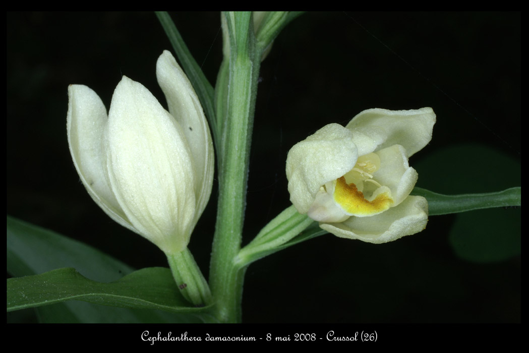 Cephalanthera damasonium3