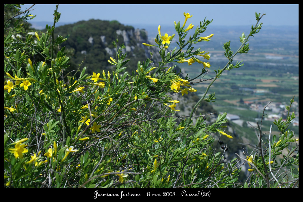 Jasminum fruticans