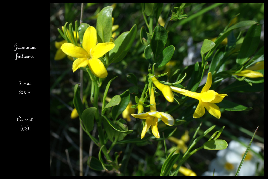 Jasminum fruticans2