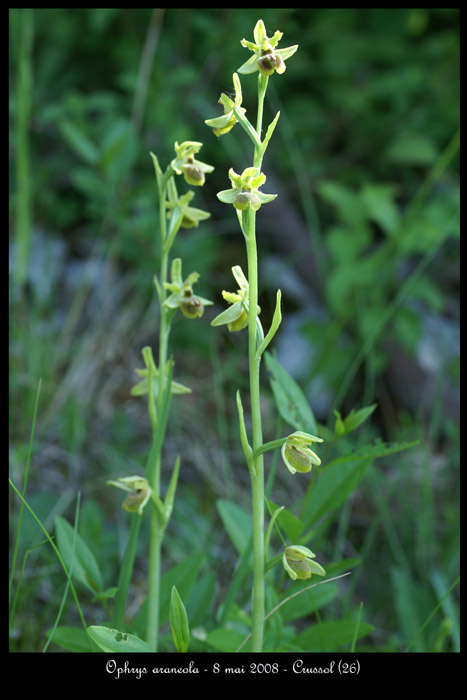 Ophrys araneola