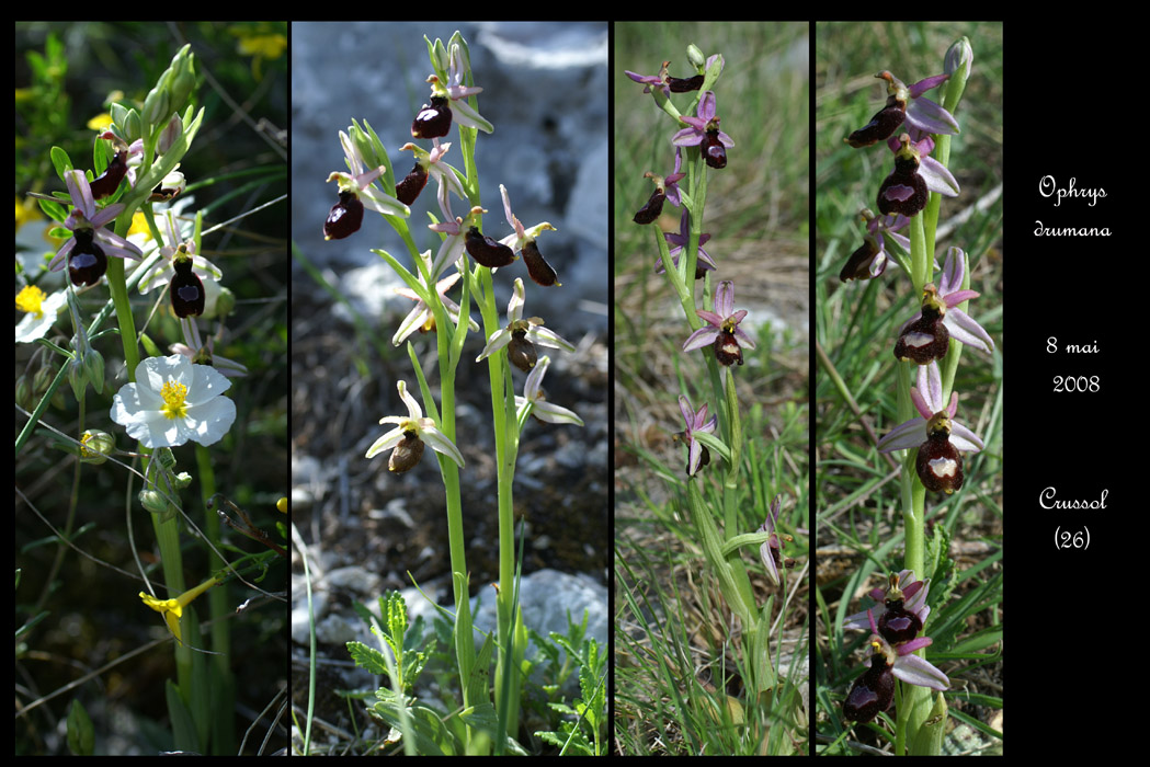 Ophrys drumana17
