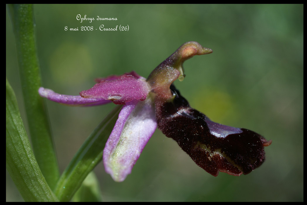 Ophrys drumana3