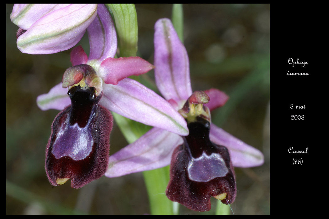 Ophrys drumana7
