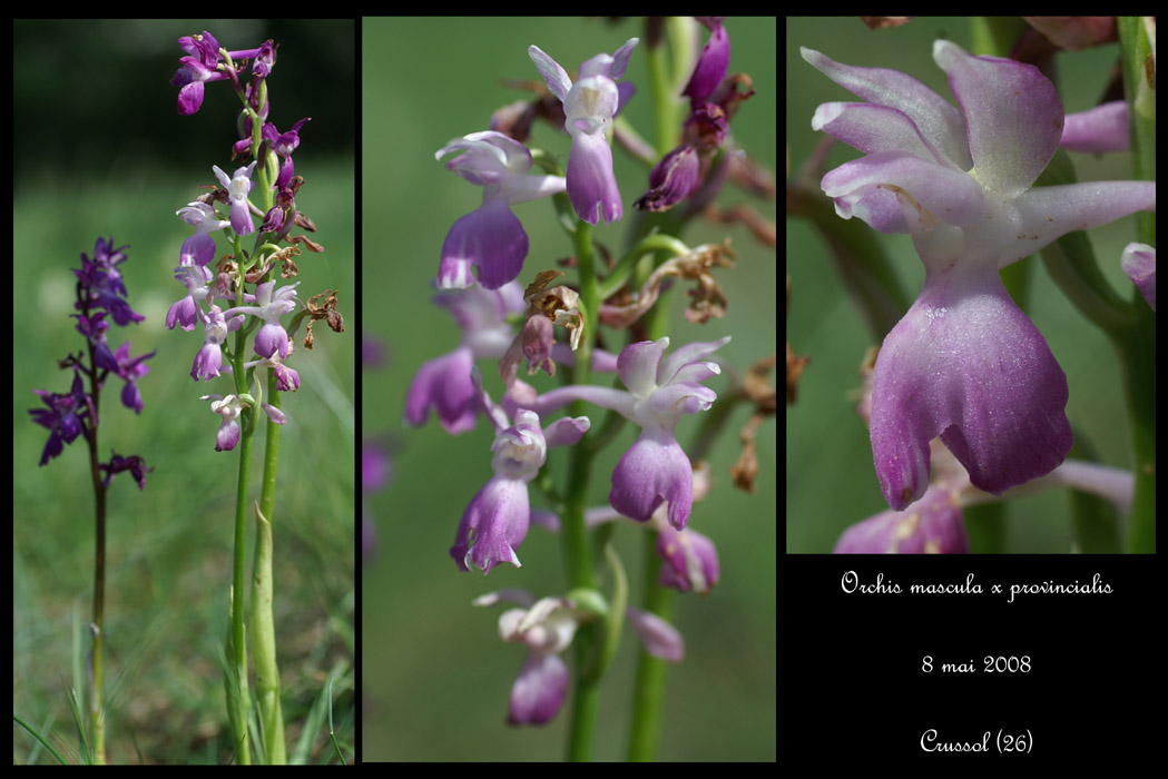 Orchis mascula x provincialis