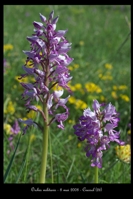 Orchis militaris6