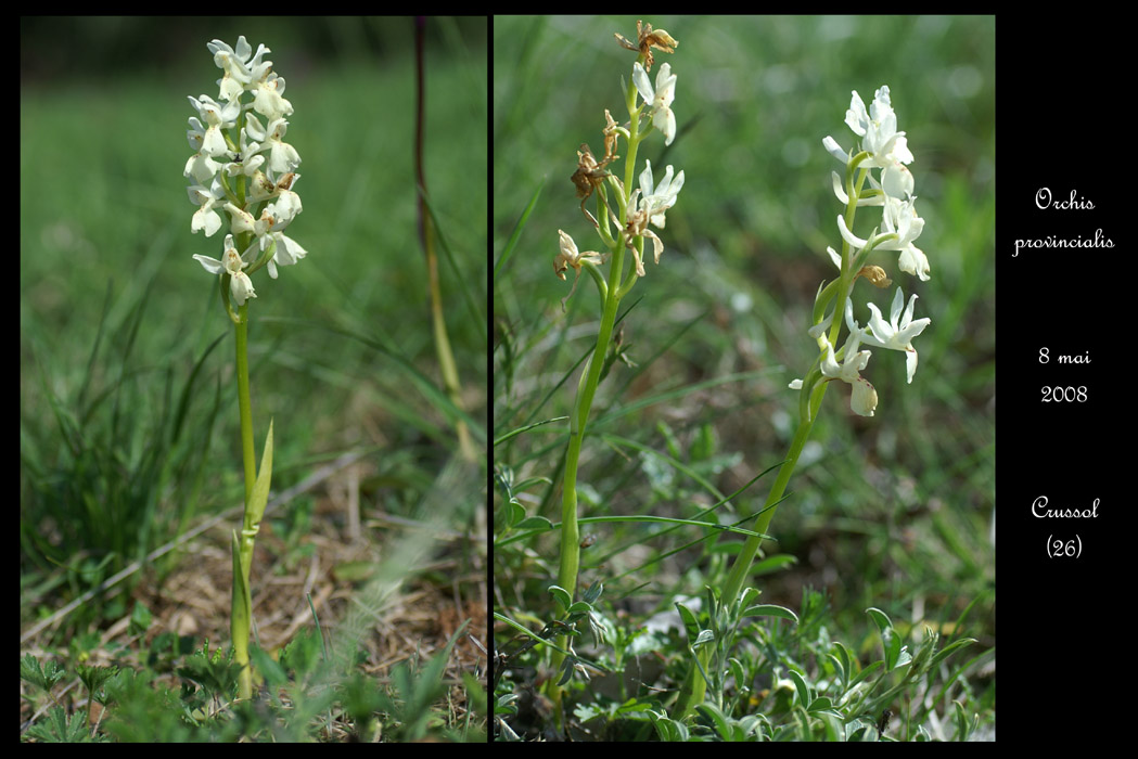 Orchis provincialis