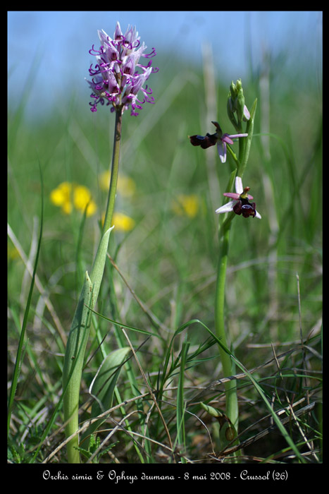 Orchis simia & Ophrys drumana