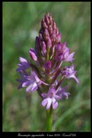 Anacamptis pyramidalis