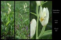 Cephalanthera damasonium2