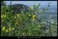 Jasminum fruticans