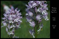 Neotinea tridentata hypochrome