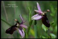 Ophrys drumana