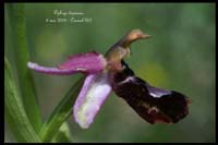 Ophrys drumana3
