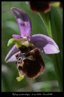 Ophrys pseudoscolopax