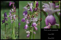 Orchis mascula x provincialis